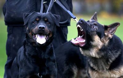 Huge rise in stolen Rottweilers revealed by police - which other dog breeds are thieves targeting?