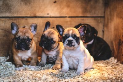 The UK’s most stolen dog breeds named as scale of thefts revealed