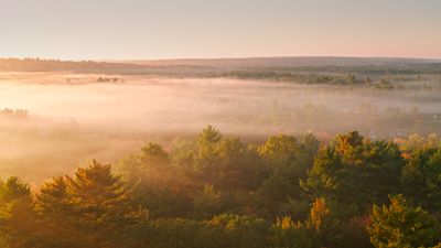 Hiker dies after tree branch falls on him during Rhode Island storm - here’s how to stay safe in strong winds