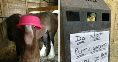 50 Times Animals Acted So Weird They Ended Up On The “Not My Animal” Page (New Pics)