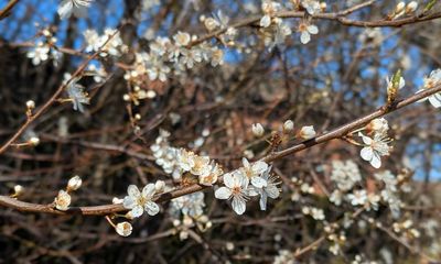Country diary: Cherry plum blossom brings a little spring spangle to the hedges