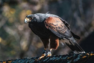 Tall men being attacked by divebombing hawk in Hertfordshire village: ‘It boofed me’