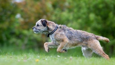 11 super-cute wire-haired dog breeds, plus how to care for their coats
