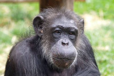 Scientists tell life story of ‘beloved’ tea-drinking celebrity chimp