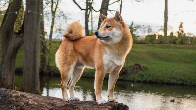 9 Japanese dog breeds you should say ‘Konnichiwa’ to