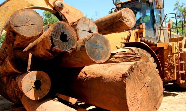 NT government likely to announce closure of Tiwi Islands woodchip export unit