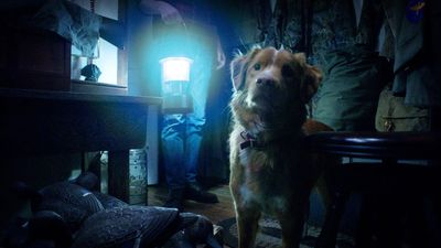 Good Boy, a new scary movie told from a dog's POV, is being called "one of the best horror films of the year"