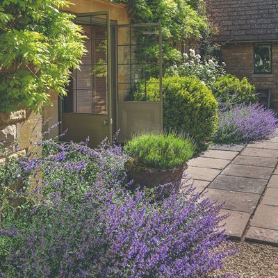 Can you revive woody lavender plants? Experts reveal the best way to do it and how to tell if your plants are past their best