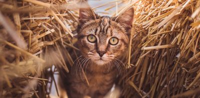 Working dogs and horses have tax-deductible upkeep. But Australia’s thousands of working cats go unrecognised