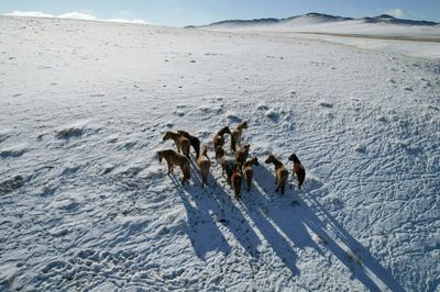 On The Mongolian Steppe, Climate Change Pushes Herders To The Brink