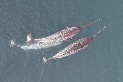 Scientists discover narwhals putting their long tusks to surprising new use