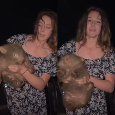 Who Is Sam Jones? Aussies Demand Deportation of US 'Wildlife Biologist' Who Snatched Baby Wombat From Its Mum