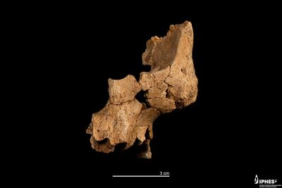 Oldest known human fossil found in western Europe