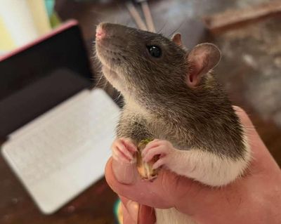 My pet rat is dying. I can’t stop thinking about all the things he taught me