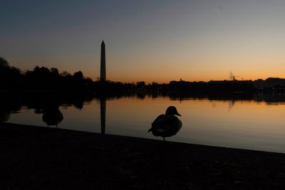 Ducks were once a conservation bright spot. Now they're declining in the US, new report shows