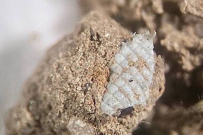 Prevalence of microplastics in soil increased 15 times in four years – study
