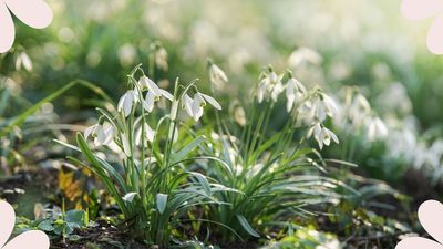 Experts reveal what to do with snowdrops after flowering, to ensure returning blooms next year