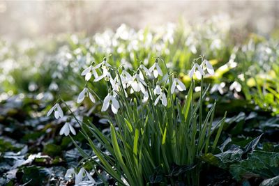 What to do with snowdrops after flowering to ensure gorgeous returning blooms next year