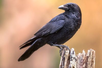 Dozens of crows in an affluent L.A. neighborhood have been killed. Residents are now worried they might be next