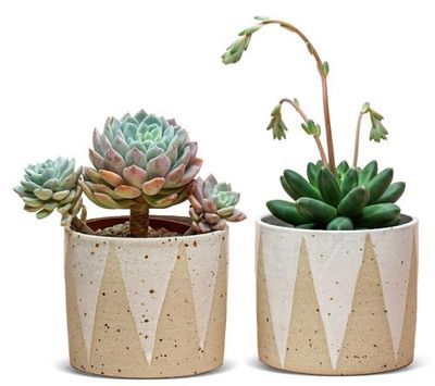Houseplant clinic: Which windows work best for my plants?