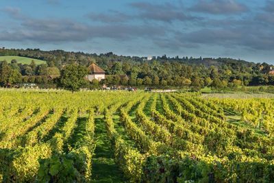Where to get more affordable English sparkling wine