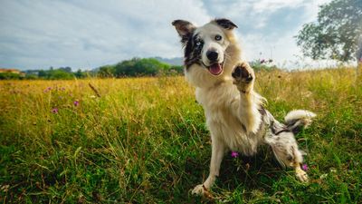 Smartest dog breeds: The official top 10