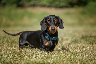 Pet sausage dog kills newborn baby in her cot while parents were asleep