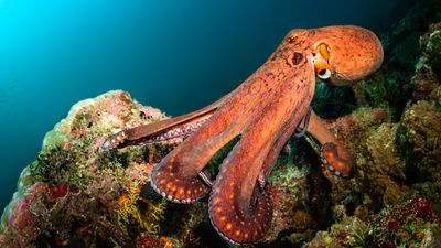 "What is this thing doing right here?" – Washington hikers come across a giant octopus casually swimming just off the trail