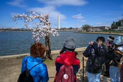 Beloved DC cherry tree ‘Stumpy’ was chopped down thanks to climate change. But the ‘folk hero’ lives on