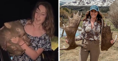 “Delusional”: US Woman Who Snatched Baby Wombat From Its Mother Breaks Silence In Online Rant