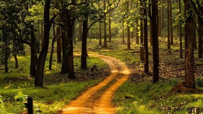 Indian tiger reserves where tigers are missing