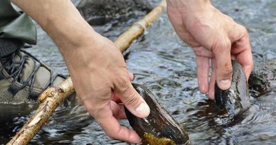 Wind farms could wipe out freshwater pearl mussels, expert warns