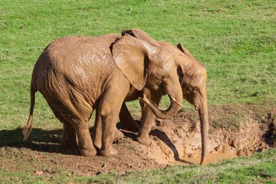 Animal poo could hold key to saving endangered species, research suggests