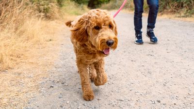 ‘It takes two to pull, and once you develop this habit, it can be hard to break’: Vet shares tips for leashing training a puppy