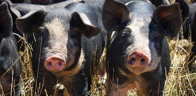 Hundreds of livestock breeds have gone extinct – but some Australian farmers are keeping endangered breeds alive