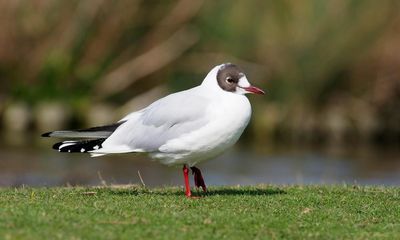 Country diary: These black-headed gulls look like tired teenagers – for good reason