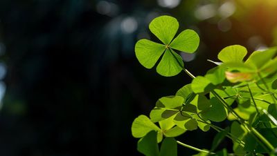 Cash In On The Luck Of The Irish With 5 St. Patrick's Day Stocks Near Buy Points