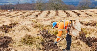 First trees planted on hillsides as Scottish university's climate project takes root