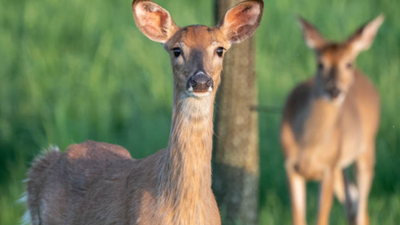 'Zombie' deer spotted in Ohio, US: All about the condition seen in deer family; can it spread to humans?