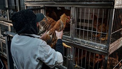 Bird flu: UN experts raise alarm over growing risks to food supply