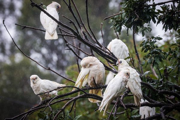 Hundreds of small cockatoos dead in suspected mass poisoning in Australia