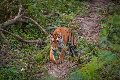 India scrambles to set up new tiger reserves as big cat population booms