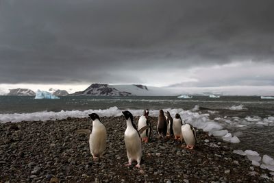 Fear at isolated Antarctica base as a man is accused of attacking a colleague and making threats