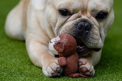 French bulldog is still top US breed, but is another gaining momentum? Of corso