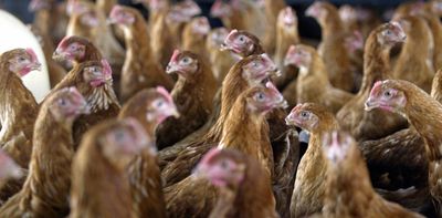 High soybean prices in Zambia and Malawi may make chicken costly too: lack of competition is to blame