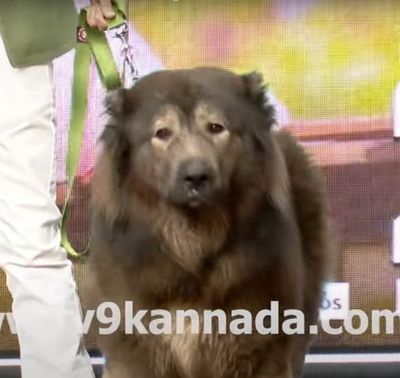 'Wolfdog' becomes world's most expensive dog as it sells for £4.4million