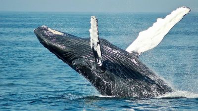 Whale pee transports thousands of tonnes of vital nutrients around the world’s oceans, study finds