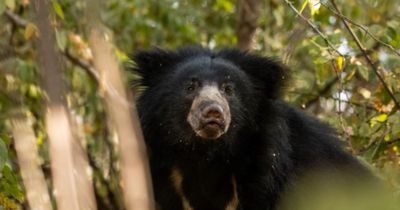 Former home of Edinburgh giant pandas home to become sloth bears habitat
