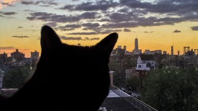 At least two cats in New York City infected with bird flu in latest cases amid more raw food warnings