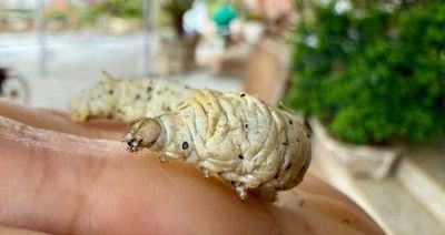 Stronger Green Packaging Solutions Are Finally A Reality